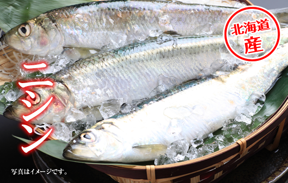 ニシン入荷中！