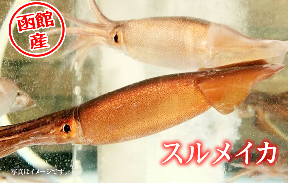 函館直送　真イカ入荷中！